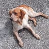 Paul - Gute-Laune-Hund sucht Zuhause