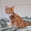 AZRAEL