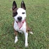 Tyson