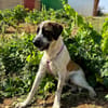 GALLETA (Animalea)