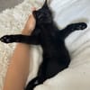 Mujy