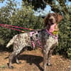 GITANA (Animalea)