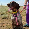 GITANA (Animalea)