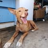 WINSTON (Union animal)