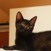 Athena