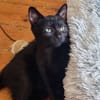 Azimut