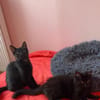Boule & Bill