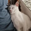 Kater Eric sucht ein neues Körbchen