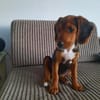 Majlo sucht sportlich-aktive Menschen