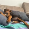 Majlo sucht sportlich-aktive Menschen