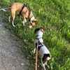 Chilli - süßer, schlauer Spatz