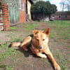 YUKI  Pfiffiges Hasenherz sucht...