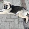 Fanni - Lebensfreude auf 4 Pfoten