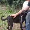FARAH 💜 liebenswert & schmusebedürftig