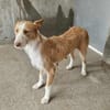 Wuschelmaus Estrelinha