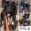 DOLLY -Sucht Begleitung an ihrer Seite-
