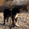 DOLLY -Sucht Begleitung an ihrer Seite-
