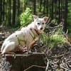NEVA -sucht hundeerfahrenes Zuhause-