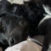 Dante sucht Hundeversteher