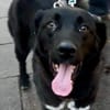 Dante sucht Hundeversteher