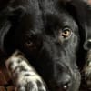 Dante sucht Hundeversteher