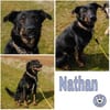 NATHAN * spezial anhänglich