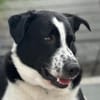 Cooper, geb. ca. 06/2023, Ulm