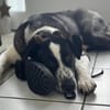 Cooper, geb. ca. 06/2023, Ulm