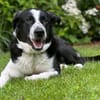 Cooper, geb. ca. 06/2023, Ulm