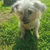 Aron sucht ein liebes Zuhause