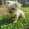 Aron sucht ein liebes Zuhause