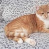 Garfield - Schönheit sucht Familie