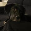 Mokka sucht ein neues Zuhause