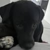 Mokka sucht ein neues Zuhause