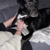 Mokka sucht ein neues Zuhause