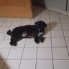 Ein neues Zuhause für Fritzi gesucht
