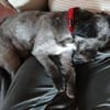 Ein neues Zuhause für Fritzi gesucht