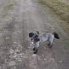 Ein neues Zuhause für Fritzi gesucht