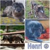 HENRI * bescheidener Hundeopi