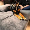 wunderschöne Leni sucht ihr Körbchen