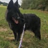 Aurela, geb. ca. 09/2018, 31547 Rehburg