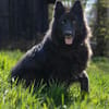 Aurela, geb. ca. 09/2018, 31547 Rehburg