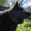 Aurela, geb. ca. 09/2018, 31547 Rehburg