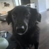 Kosimo,  kleiner Traumhund