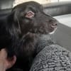 Kosimo,  kleiner Traumhund