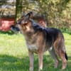 Murphy - Liebevoll und loyal