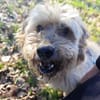 Alfi  - Pechvogel sucht neues Zuhause