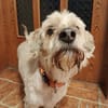 Alfi  - Pechvogel sucht neues Zuhause