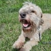 Alfi  - Pechvogel sucht neues Zuhause
