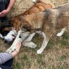 Menschenbezogene Rua sucht Zuhause